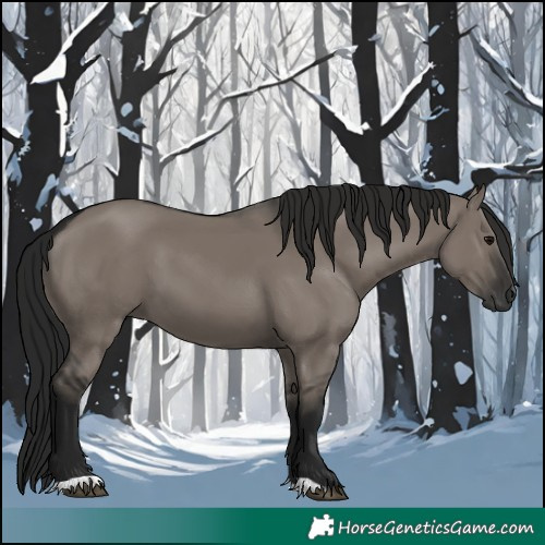 Horse Color:Gray Grullo 