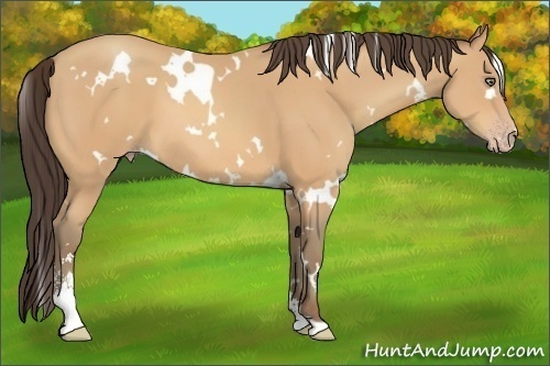 Horse Color:White Spotted Amber Champagne Sabino