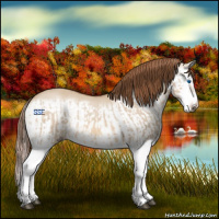 Horse Color:Red Dun Splash  and Red Dun Splash Frame 