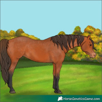 Horse Color:Bay Appaloosa 