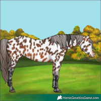 Horse Color:Bay Leopard