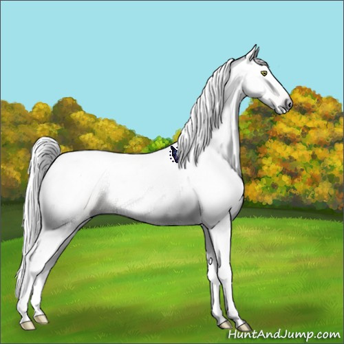 Horse Color:Gray Gold Champagne 