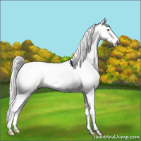 Horse Color:Gray Gold Champagne