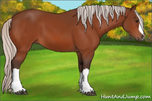 Horse Color:Silver Bay 