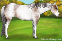 Horse Color:White Spotted Bay Sabino Appaloosa 