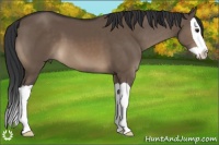 Horse Color:Brown Dun Splash