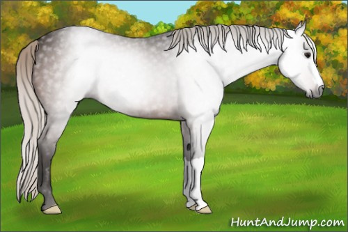 Horse Color:Gray Silver Bay