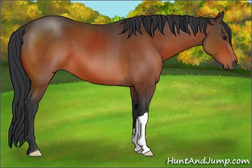 Horse Color:Brown 