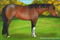 Horse Color:Brown 