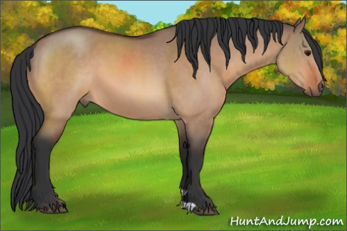 Horse Color:Bay Dun 