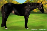 Horse Color:Void White Spotted Bay Dun Splash Appaloosa 