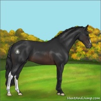 Horse Color:Brown Appaloosa 