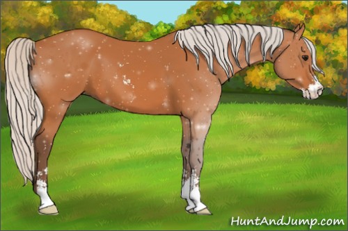 Horse Color:Silver Bay Sabino 