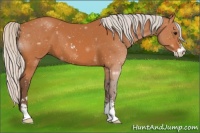 Horse Color:Silver Bay Sabino