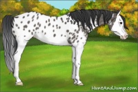 Horse Color:Black Splash Appaloosa 