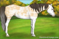 Horse Color:Buckskin Ice Dun Splash 