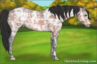 Horse Color:Bay Ice 