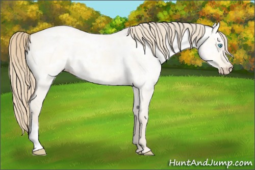 Horse Color:Perlino Ice Dun