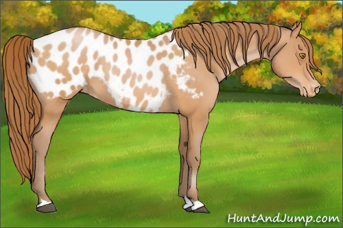 Horse Color:Bay Pearl Appaloosa
