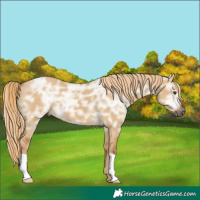 Horse Color:Gray Palomino Ice Dun