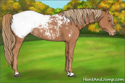 Horse Color:Chestnut Appaloosa Rabicano