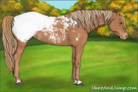 Horse Color:Chestnut Appaloosa Rabicano 