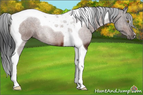Horse Color:Brown Tobiano 