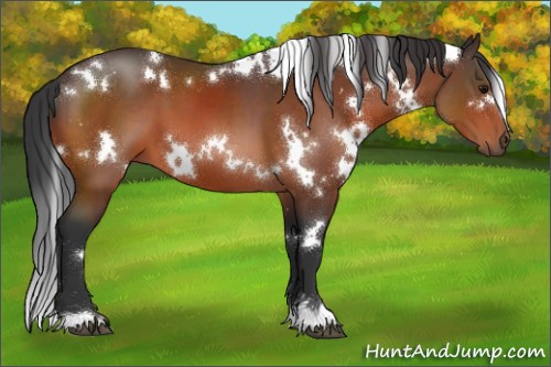 Horse Color:White Spotted Bay 