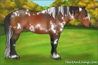 Horse Color:White Spotted Bay 