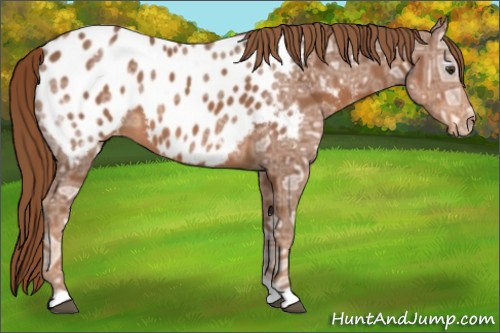 Horse Color:Chestnut Ice Near Leopard 