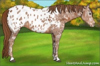 Horse Color:Chestnut Ice Near Leopard 