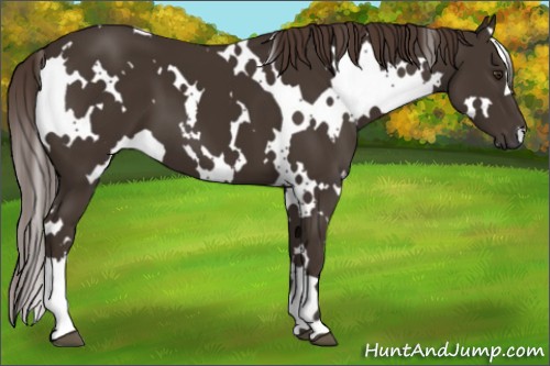 Horse Color:White Spotted Liver Chestnut