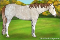 Horse Color:Chestnut Ice Splash 