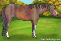 Horse Color:Nacre Bay 