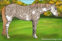 Horse Color:Chestnut Ice Splash 