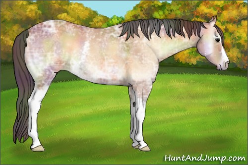 Horse Color:Nacre White Spotted Bay Ice Onyx Rabicano 