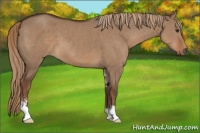 Horse Color:Liver Red Dun Sabino 