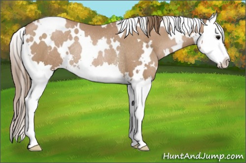 Horse Color:White Spotted Black Pearl Splash Rabicano 