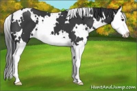 Horse Color:White Spotted Black Sabino Splash