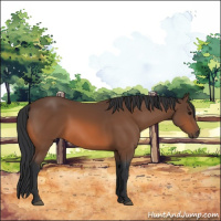 Horse Color:Bay 