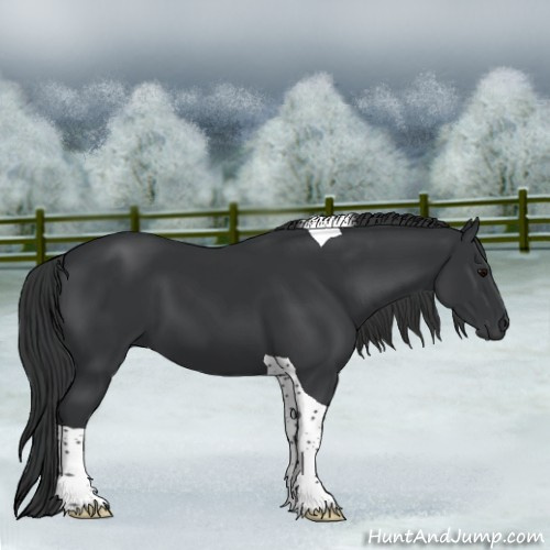 Horse Color:Black Tobiano 