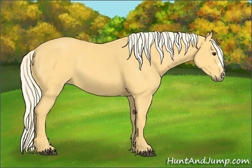 Horse Color:Palomino