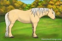 Horse Color:Palomino