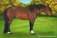 Horse Color:Bay Sabino
