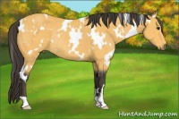 Horse Color:White Spotted Buckskin Rabicano 