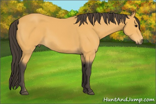 Horse Color:Buckskin Sabino Rabicano 