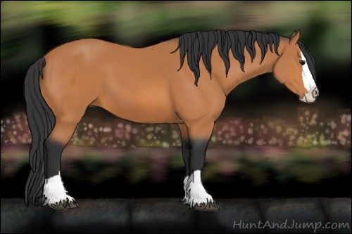 Horse Color:Bay Splash