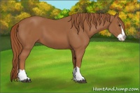 Horse Color:Chestnut Splash