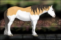 Horse Color:Buckskin Splash 