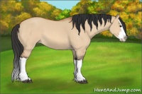 Horse Color:Bay Dun Splash 